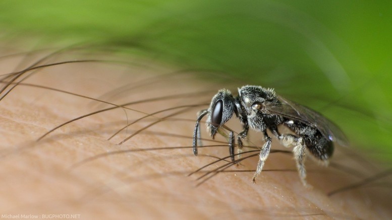 Как избежать укусов насекомых на природе?