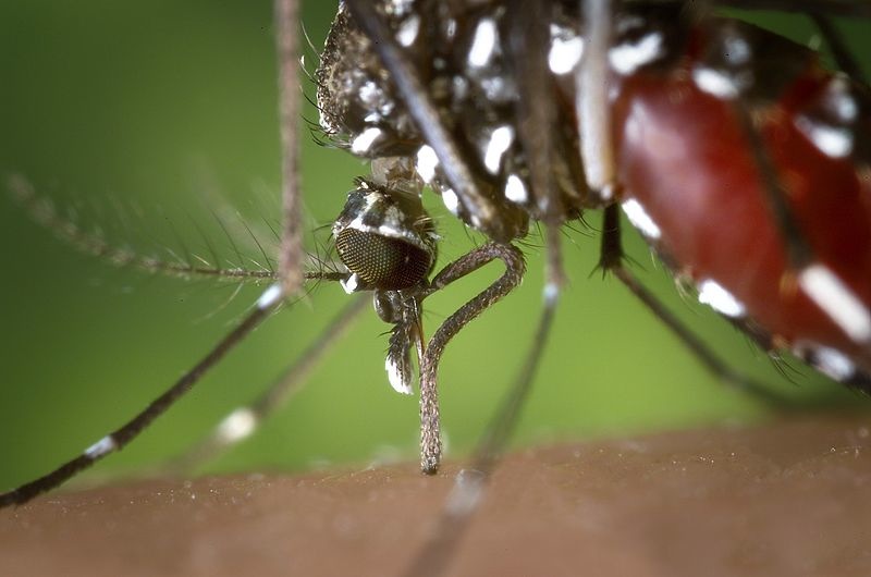 На фото: напившаяся крови самка комара "Азиатски Тигр", крупный план, макросъемка