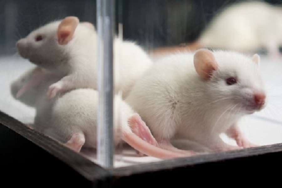Фото лабораторных крыс 