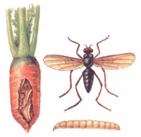 Фото иллюстрация: пораженная морковь, рисунок взрослой особи морковной мухи и личинка 
