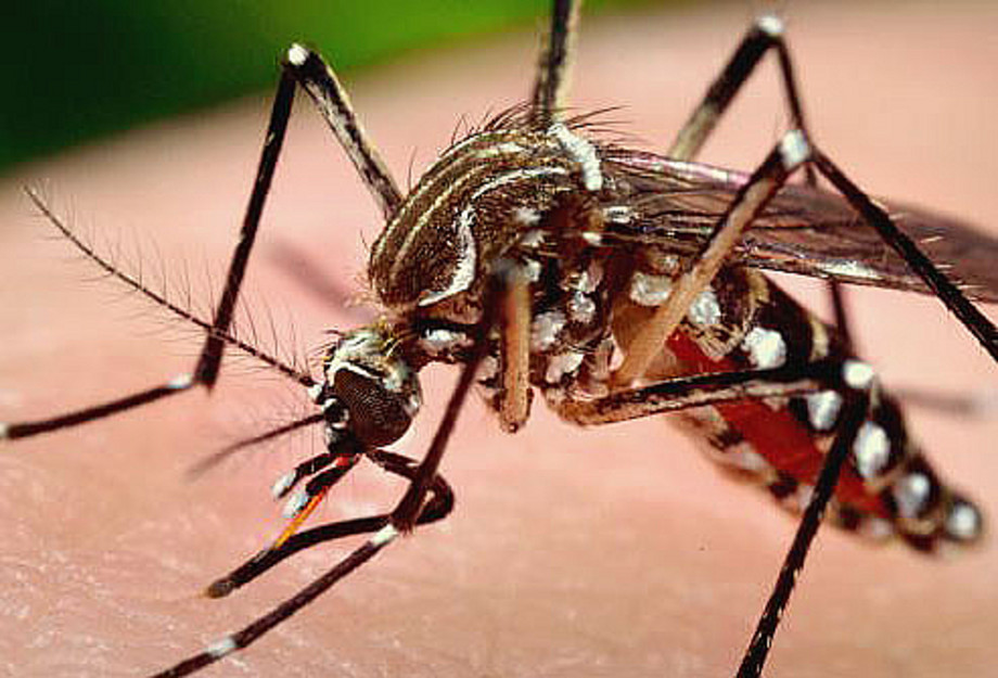 Комары - основной источник распространения вируса Западного Нила