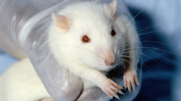 Лабораторные мыши и крысы