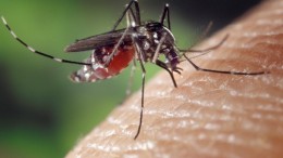 На фото: самка комара Aedes albopictus на коже человека.