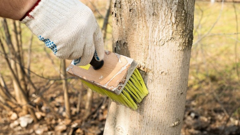 Побелка деревьев как профилактика борьбы с садовыми вредителями.