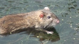 Умеют ли крысы плавать?