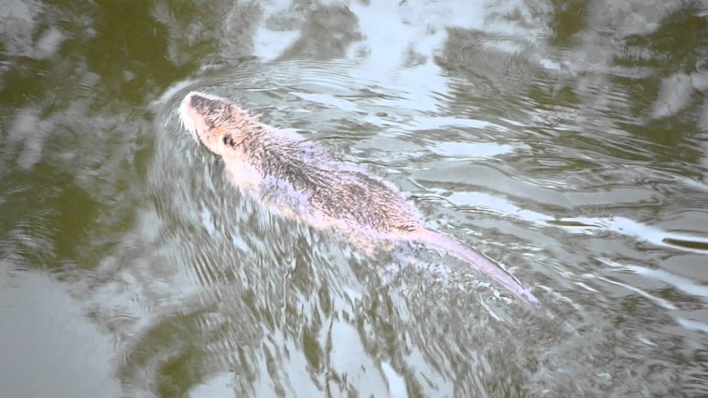 На фото: плавающая крыса