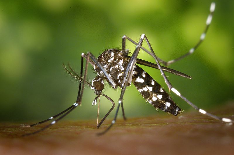На фото: самка комара Aedes albopictus, начинает пить кровь своей жертвы.