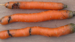Фото: Методы борьбы с морковной мухой