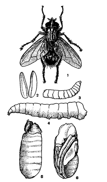 На изображении: Комнатная муха и ее превращение. 1 - общий вид насекомого; 2 - яйца; 3 - личинка первого роста; 4 - взрослая личинка; 5 - пупарий; 6 - куколка, вынутая из пупария