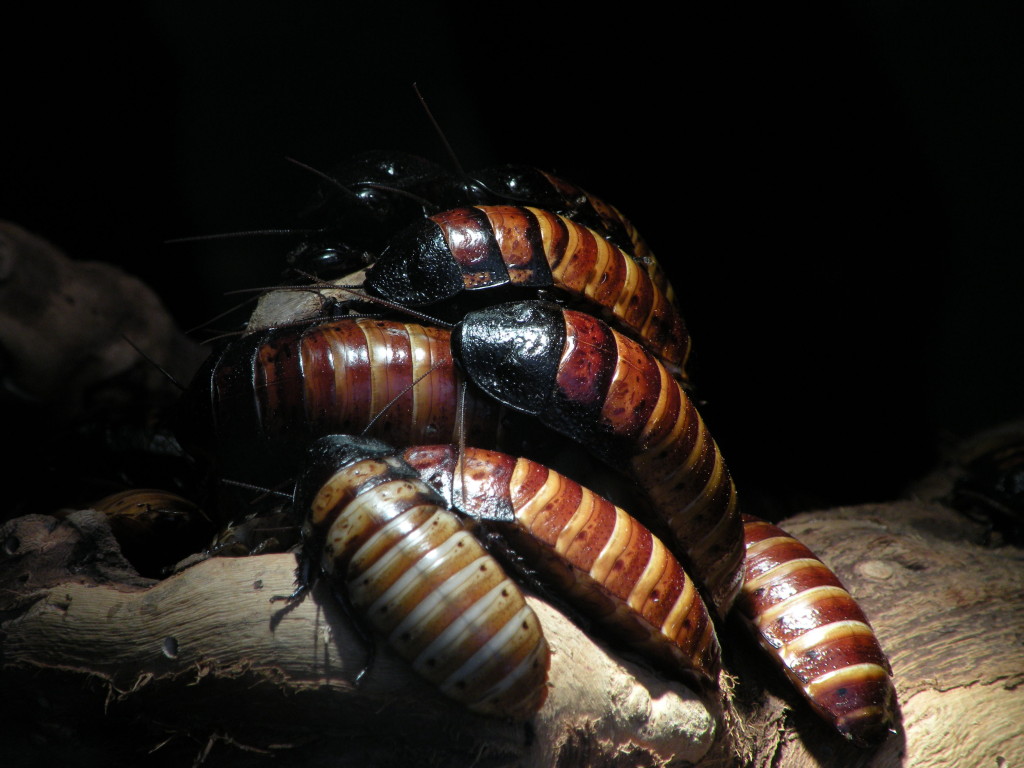 На фото - крупнейший из всех насекомых данного вида - Мадагаскарский таракан